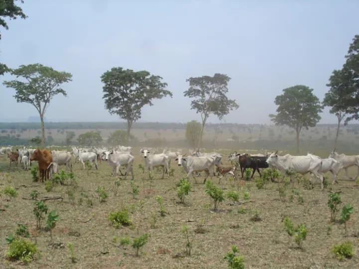 Recuperação direta com destruição parcial da vegetação