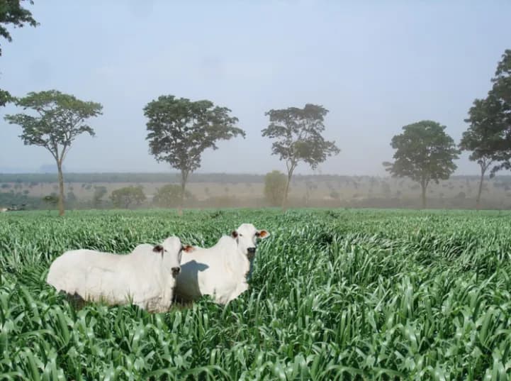Recuperação direta com destruição parcial da vegetação