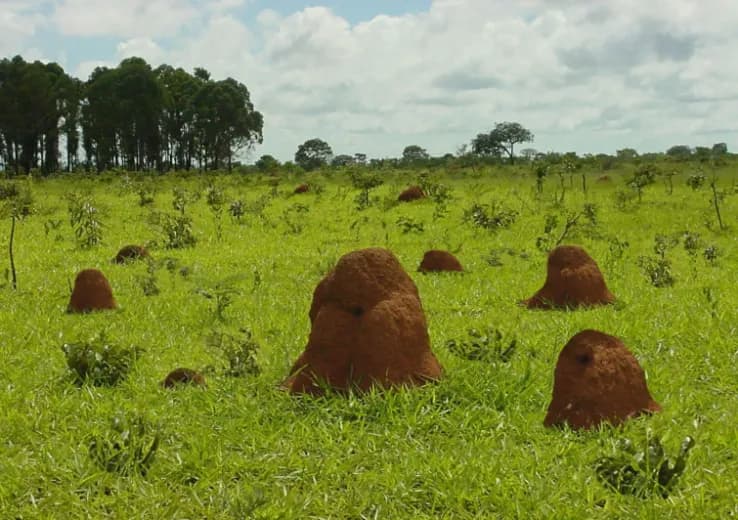 Recuperação direta com destruição total da vegetação