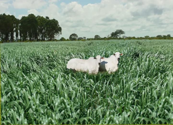 Recuperação direta com destruição total da vegetação