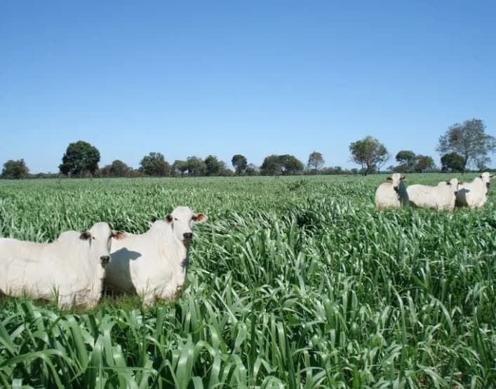 Recuperação direta sem destruição da vegetação